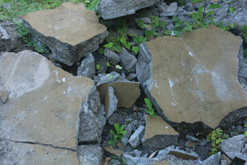 Fragments of concrete walls that were torn down at the site began to be covered by plants. the wall of the house collapsed