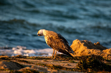 baby Seagull at beach , Golden hour