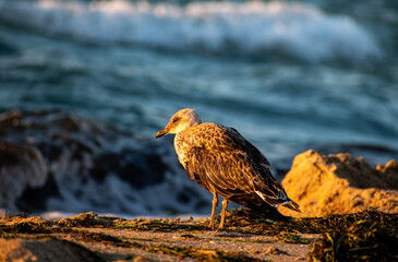 baby Seagull at beach , Golden hour