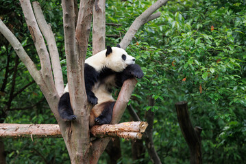 One giant panda sleeping on tree