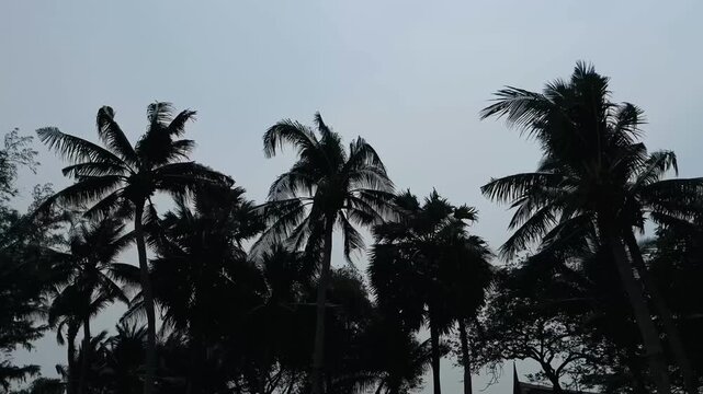 Coconut palms tree is moving and windy. Tropical weather
