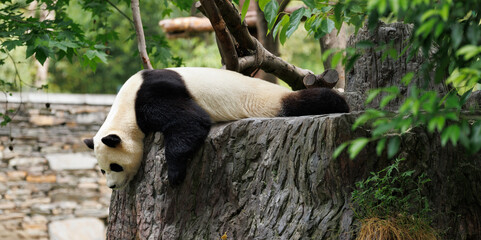 One giant panda sleeping in the zoo
