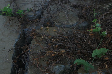 Fragments of concrete walls that were torn down at the site began to be covered by plants. the wall...