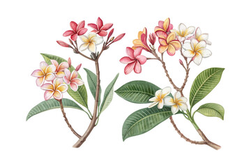 set of watercolor Plumeria Branch vector illustration isolated on white background