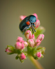 beetle on pink flower