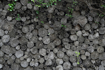 Old aged grey cut logs texture with green leaves