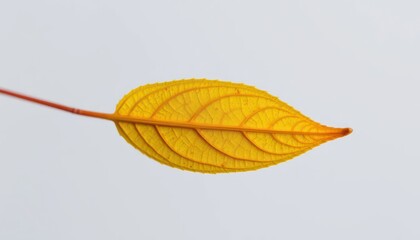 Vibrant autumnal leaf isolated, showcasing intricate veination against white backdrop