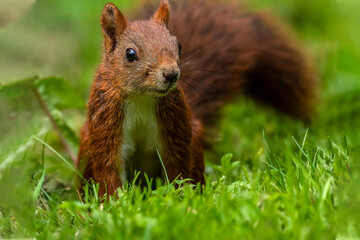 red squirrel on a green grass