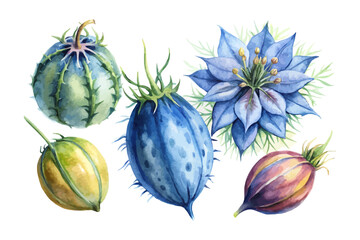 set of watercolor Nigella Branch vector illustration isolated on white background