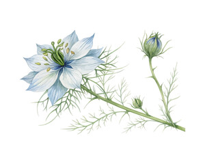 watercolor Nigella Branch vector illustration isolated on white background