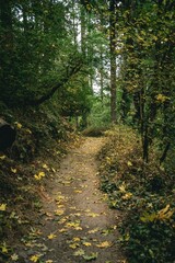 Obraz premium Serene Forest Path Covered in Autumn Leaves