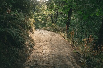 Fototapeta premium Serene Forest Pathway Surrounded by Lush Greenery