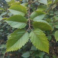 Detailed closeup view of vibrant green leaves displaying natural serrated edges on a branch