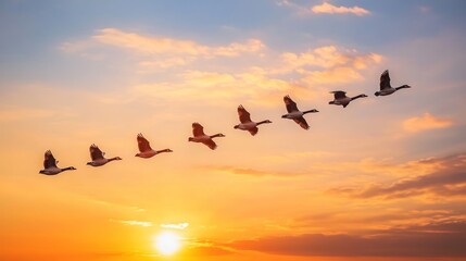 Geese in flight at sunset