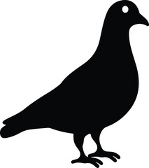 vector illustration of a pigeon