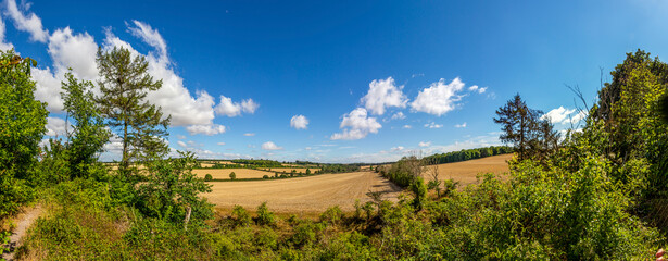 field of wheat and blue sky