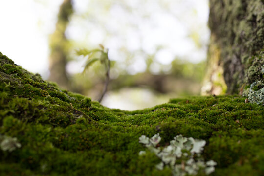 moss covered tree