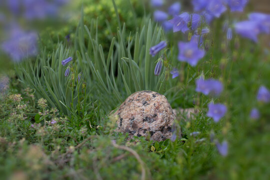 Rock fairy garden meadow purple flowers backdrop