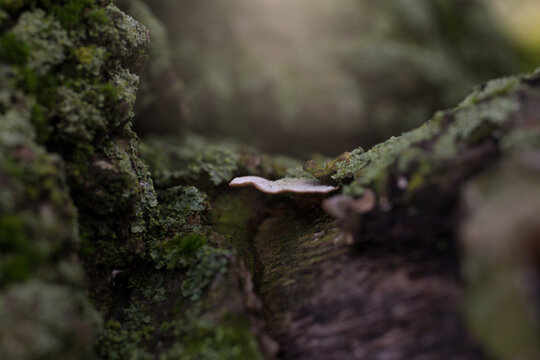Mushroom shelf fairy backdrop