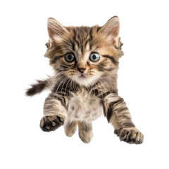 Obraz premium A cute tabby kitten jumping in the air with its paws extended.