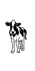 black and white cow