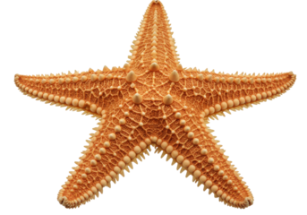 Close-up of a vibrant orange starfish displaying intricate textures on a white background