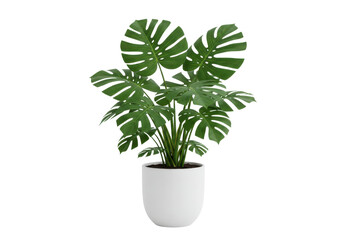 Lush Monstera Plant in a White Pot, Brightening a Modern Indoor Space