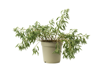 Lush indoor plant in a neutral pot, showcasing vibrant foliage against a soft backdrop