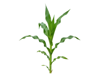Lush green corn plant growing in a field under bright sunlight with clear blue sky