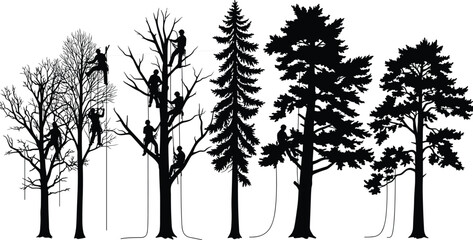 Silhouette of arborists climbing trees with ropes and gear, performing tree cutting, pruning, trimming, and forest maintenance in nature