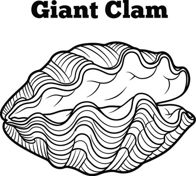 Detailed line art illustration showcases a giant clam, perfect for coloring books, educational materials, or marine biology projects with its intricate shell pattern.