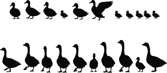 Silhouettes of ducks and geese walking and flying in various poses, perfect for farm animal, wildlife, and nature designs © Monir Worlds