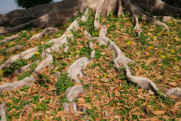 Tropical jungle rainforest roots spreading out from tree trunk to find water and protect tree from heavy storms showing unique shapes patterns and textures