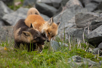Naklejka premium Two playful fox kits in rocks in Bonavista, Newfoundland 