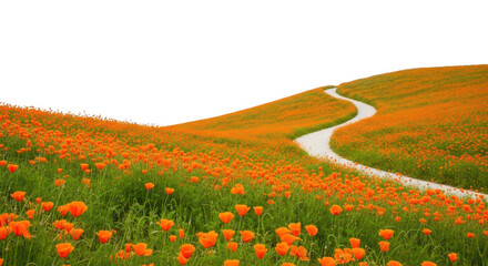 Orange poppy flower field with winding pathway on white background