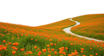 Orange poppy flower field with winding pathway on white background