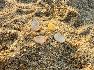 shells on the beach