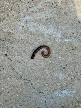 Brown worm on the cement surface during the summer