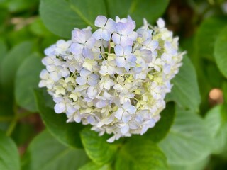 Hydrangea macrophylla baby flower. Yellow and blue blooming hydrangea, Hortensia flowers