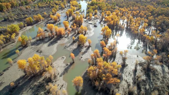 Drone view of golden populus euphratica forest in Gobi desert on sunny autumn day in Tarim Poplar Forest park, Taklamakan Desert, Xinjiang, China, 4k real time high angle view footage, travel concept.