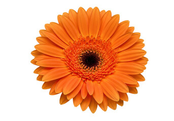 Vibrant orange gerbera daisy flower isolated on a black background, showcasing its intricate petals and rich color