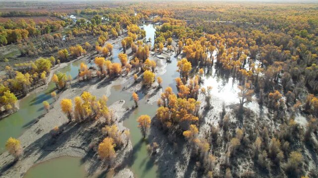 Drone view of golden populus euphratica forest in Gobi desert on sunny autumn day in Tarim Poplar Forest park, Taklamakan Desert, Xinjiang, China, 4k real time high angle view footage, travel concept.