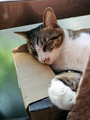 A tabby and white cat sleeps soundly, nestled comfortably in a simple cardboard box. This...
