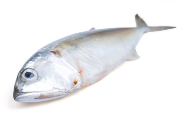 Pacific jack mackerel fish or Trachurus on white background.