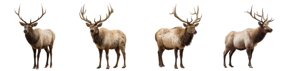 Collection of Elks standing, against isolated on a white or transparent background