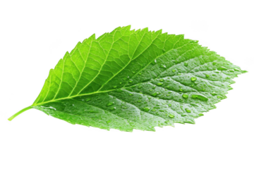 Green Leaf Shows Raindrops on Fresh Foliage, Illustrating Vibrant Nature Theme