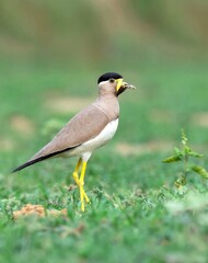Fototapeta premium Yellow Wattled Lapwing on the ground in green background 