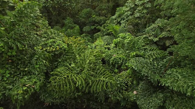 Dense tropical rainforest canopy captured from above, with lush green trees gently swaying in the wind.