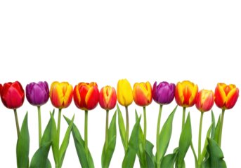 Vibrant row of tulips in various colors blooming under clear blue sky, ideal for spring themes