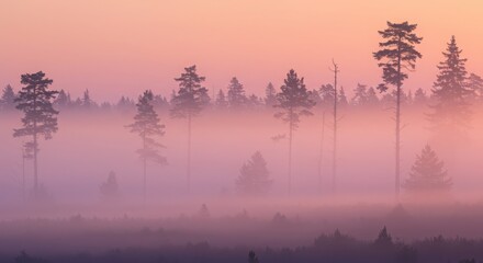 Misty forest landscape with tall trees at sunrise in soft pink and purple hues
